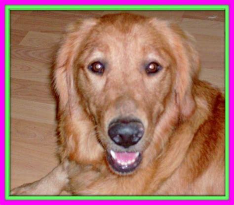 Decide what you want your dog to know. AKC Golden Retriever for Sale in Hayesville, North ...
