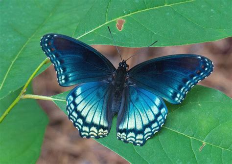 Red Spotted Purple Alabama Butterfly Atlas