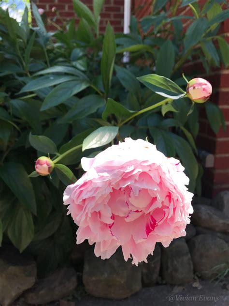 Loving Our Double Pink Peony Flowers Vivs Reviews