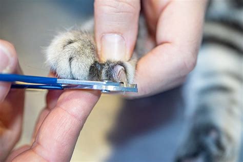 Should You Trim Your Cats Back Claws Thecatsite