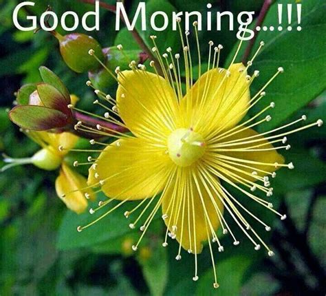 Good Morning With Wonderful Flower