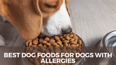 10 Best Dog Foods For Dogs With Allergies