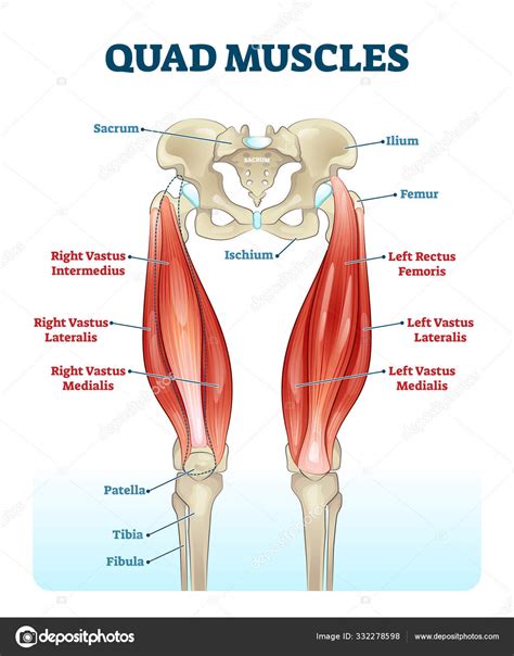 Quad Leg Muscles Anatomy Labeled Diagram Vector Illustration Fitness Poster Stock Vector Image