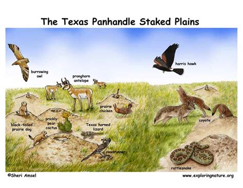 Pecos And Staked Plains Of The Texas Panhandle