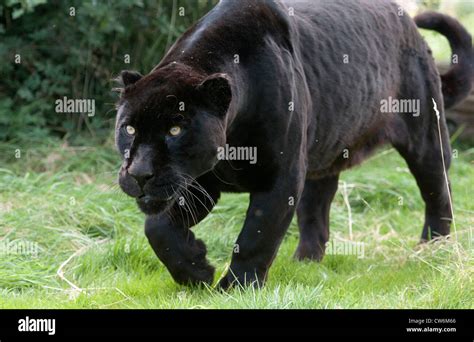 Female Black Jaguar Prowling Stock Photo Alamy