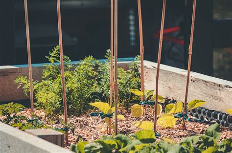 Creating An Accessible Garden