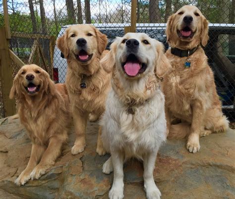 Happy Goldens Imgur Smiling Dogs Happy Animals Happy Dogs