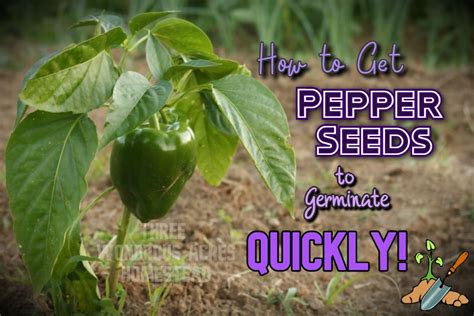 There are a few different methods for germinating seeds. How to Germinate Pepper Seeds FAST, It's So Simple! - 3 ...