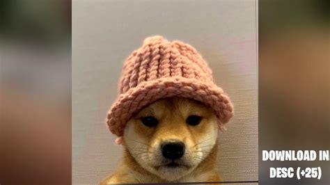 How To Get A Dog With A Hat Pfp On Discordtwitterskype V2
