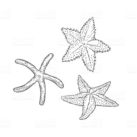 Unique Starfish Black And White Illustration Vector Images