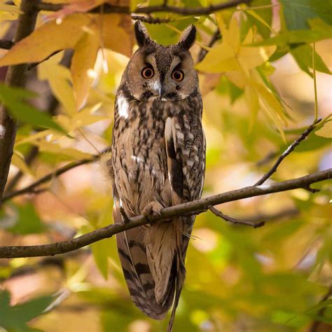 Long Eared Owl Nature Companion