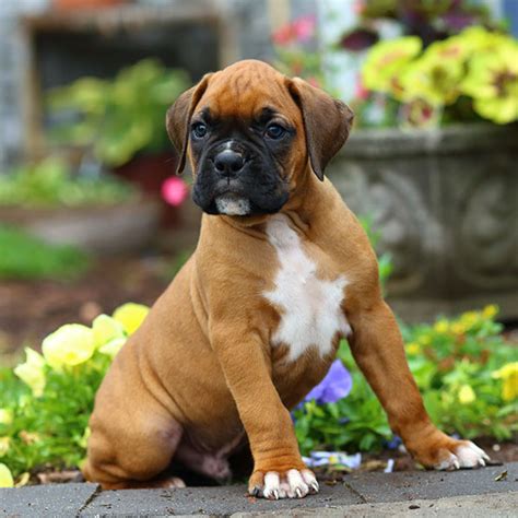 1 Boxer Puppies For Sale In Houston Tx Uptown Puppies
