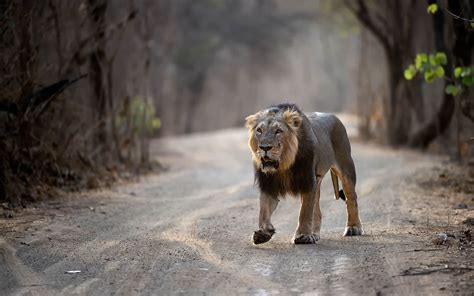 Asiatic Lion Photography Tour At Gir Private Guided Safaris
