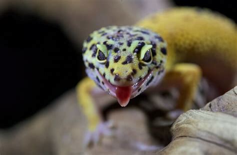 Are Leopard Geckos Really That Easy To Take Care Of Reptile Craze