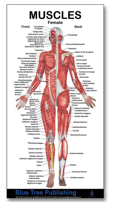 Muscle Chart Back Muscles Chart Description Muscular Body Woman Stock