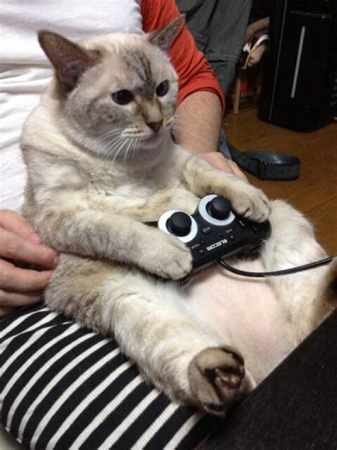 Cats Are Very Serious About Video Games | Kotaku Australia