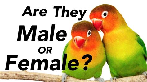 How To Identify Male And Female In Lovebirds Youtube