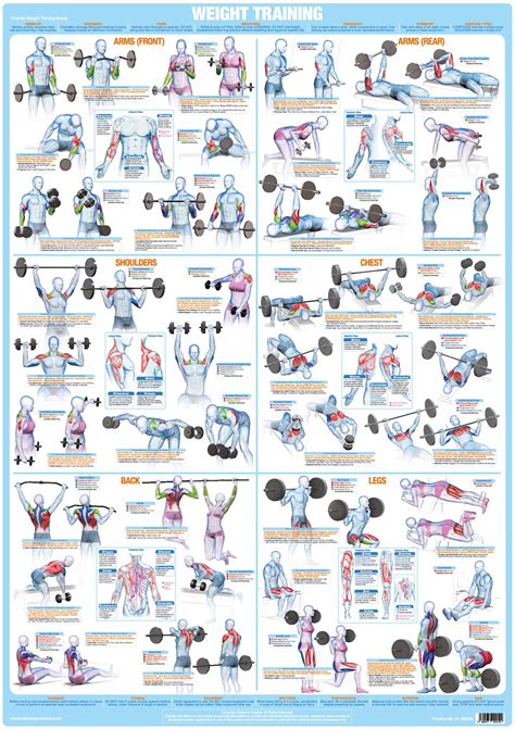 Whole Body Workout Weight Training Exercise Chart