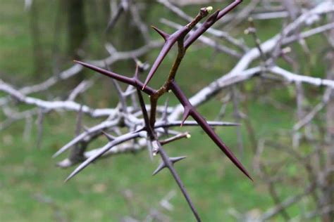 4 Types Of Trees With Thorns In Ohio Pictures Tiny Tree Hub