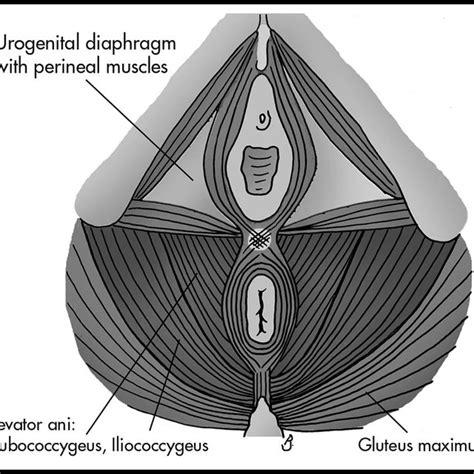 Most Physical Therapists Use Vaginal Palpation To Evaluate And Give Download Scientific Diagram