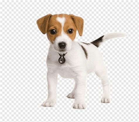 Parson russell terriers are named for reverend john russell, a fox hunting enthusiast who developed the breed in the 19th century in southern england. Pomeranian vs Parson Russell Terrier - Breed Comparison