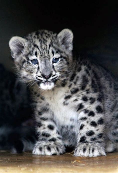 Birds And Animals Snow Leopard Cub