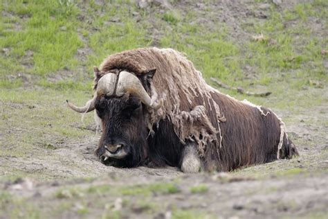 Bison In Anchorage Alaska Flickr Photo Sharing