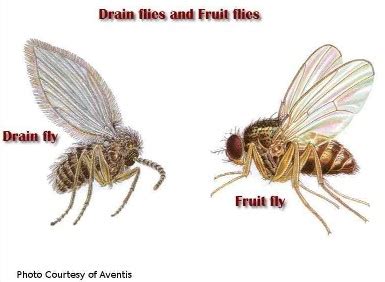 All about fruit fly reproduction. Get Rid of Fruit Flies & Gnats in the Kitchen Fast, Easy ...