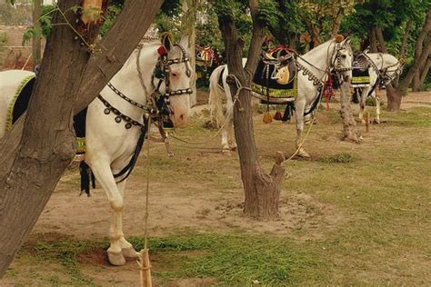 baluchi horse origin history pictures