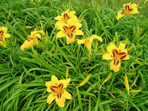 Bonanza Daylily Another Prolific Bloomer Blooms Later Mid August