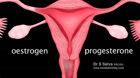 Anatomy of pelvis & perineum by profgoodnewszion 71948 views. Video 1.1 Normal female pelvic anatomy - YouTube