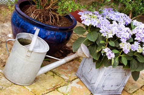 Damit die hortensie gedeiht, braucht es. Hortensien düngen » Wann, wie oft und womit?