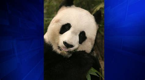 Jia Jia Worlds Oldest Ever Panda In Captivity Dies At 38 Wsvn