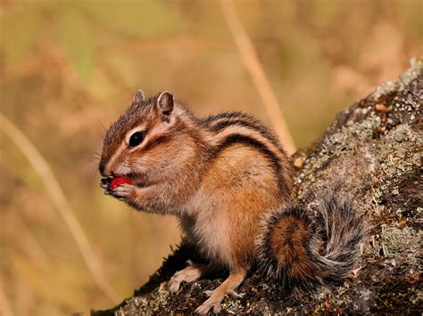 Eliminating Chipmunks