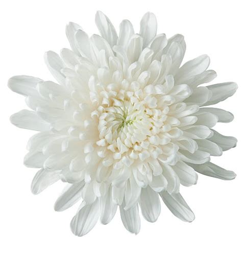 Royalty Free Chrysanthemum Pictures Images And Stock Photos Istock