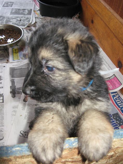 Blue sable german shepherd dog. 5 Week Old German Shepherd Puppies