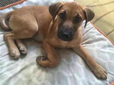 Blackmouth Cur Puppies Foundation Registered Black Mouth Cur Puppies