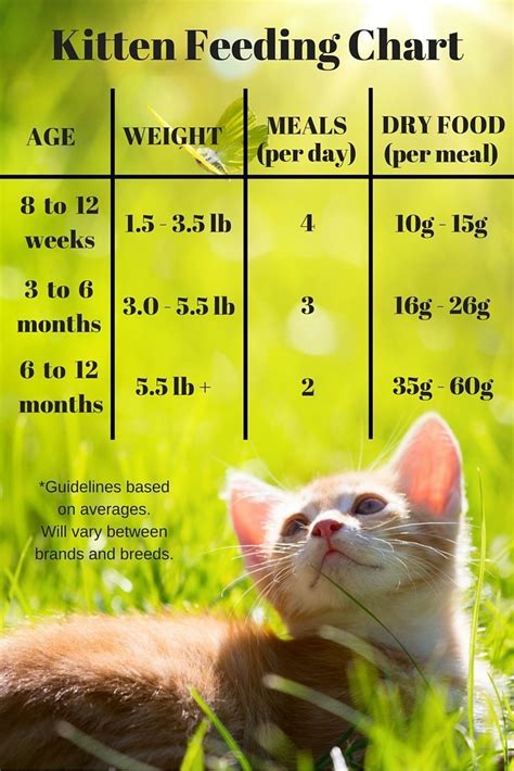 Kitten Age Size Chart