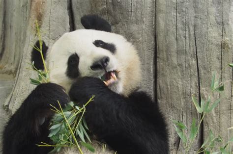 Giant Pandas Distinctive Black And White Markings Provide Effective