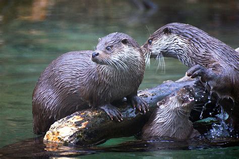 Royalty Free Photo Two Otters On Branch During Day Pickpik