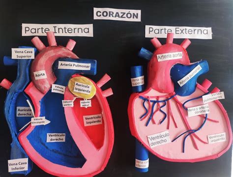 Maqueta Del Corazon Corazon Maqueta Sistema Circulatorio Maqueta