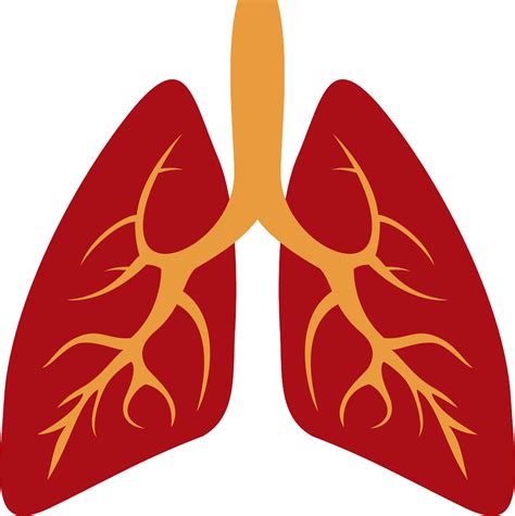 Lungs Png Transparent Image Download Size 996x1000px