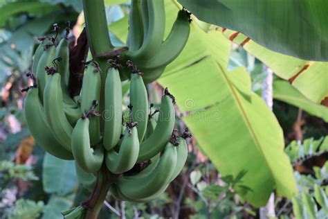 Green Banana Fruit Growing Organic Banana Trees For Health Stock Image