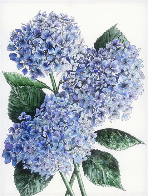 Blue Hydrangeas Painting By Alexandria Gilbert Pixels