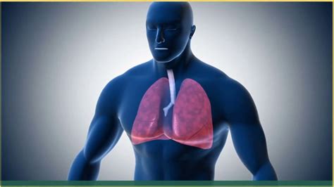 The Role Of Oxygen In The Human Body Youtube