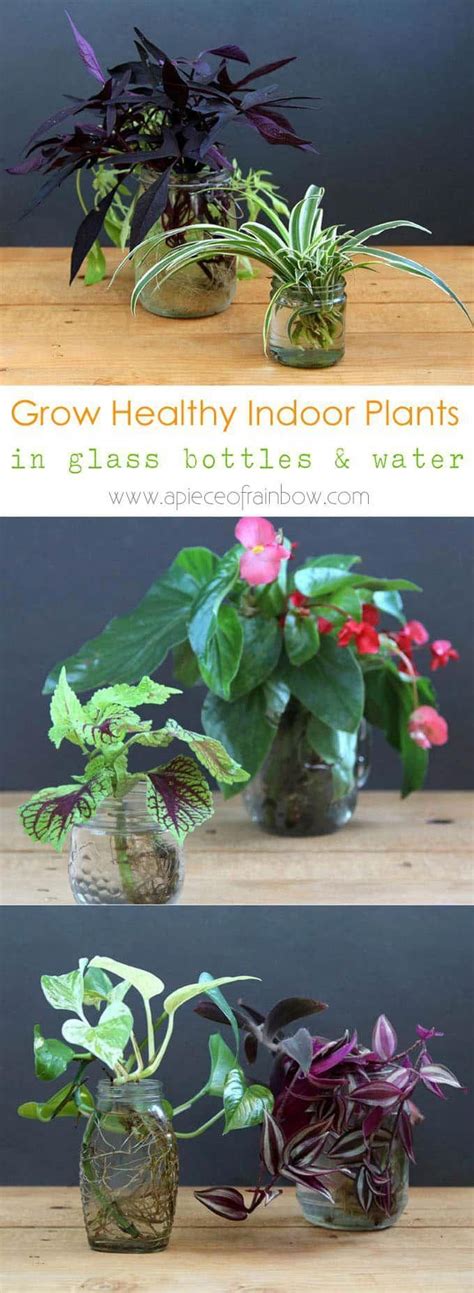 Grow Beautiful Indoor Plants In Water So Easy Plants