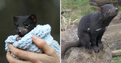 Tasmanian Devils Born In Australia For First Time In 3000 Years 9gag