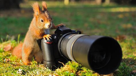 Best Wildlife Lens 2023 The Best Telephoto Lenses You Can Buy Expert