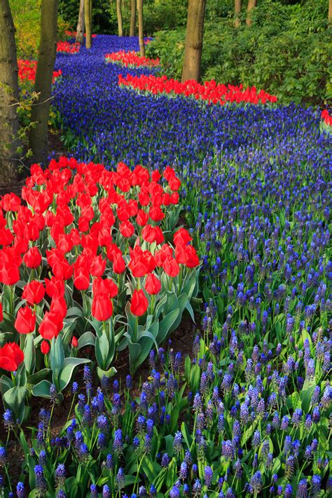 Plant in full sun or partial shade. Blue And Red Flower Bed Free Stock Photo - Public Domain ...