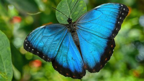 Giant Blue Morpho Butterfly By Rachelle Celebrity Artist